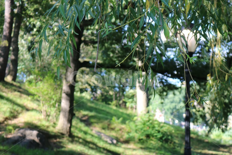 자연,초록,공원,나무,나뭇잎,식물,자연,plants,nature,나무,trees,wood
