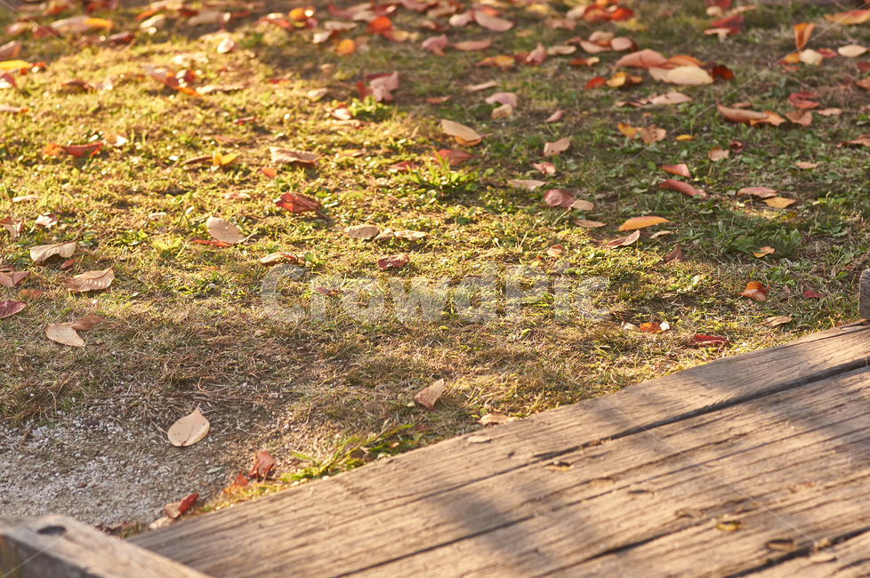 가을,다리,공원,자연,태양,낙엽,가을,계절,fall,autumn,season,ground,바닥