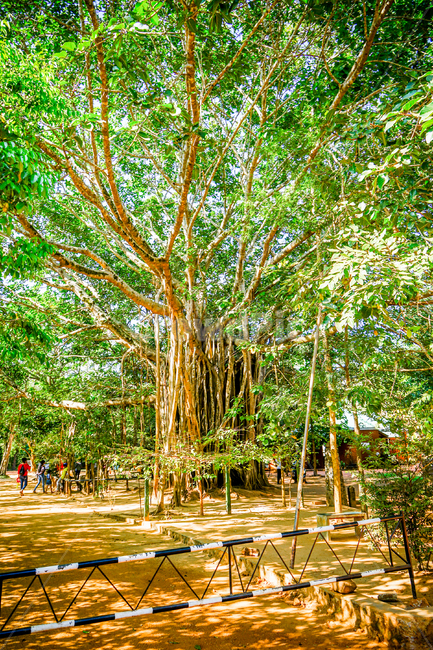 스리랑카,srilanka,시기리야,sigiriya,나무,숲,자연,풍경,nature,landscape,해외,외국,세계,foreign,oversea,world,세계자연풍경,해외자연풍경,외국자연풍경,world nature landscape,식물,plants,나무,trees,wood,휴식,힐링,rest,relaxation,healing,plant