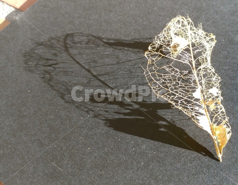 가을,가을감성,흔적,그림자,낙엽,자연의신비,조형미,식물,켈리포니아,California,autumnleaf,shadow,presentofnature,natureart