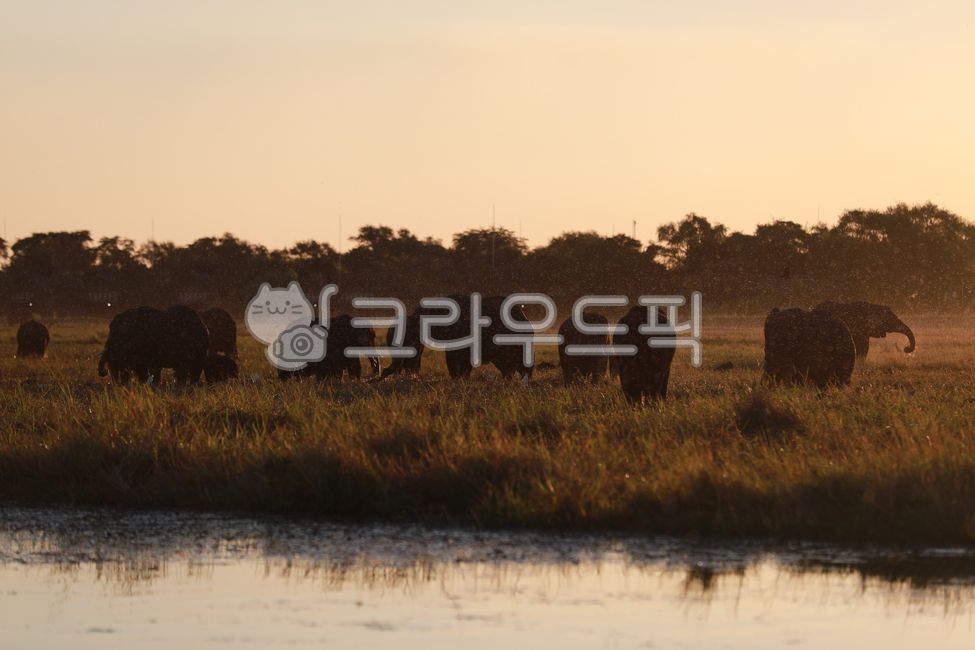 mammal,African elephant,animal,wild animals,elephant,mammalia