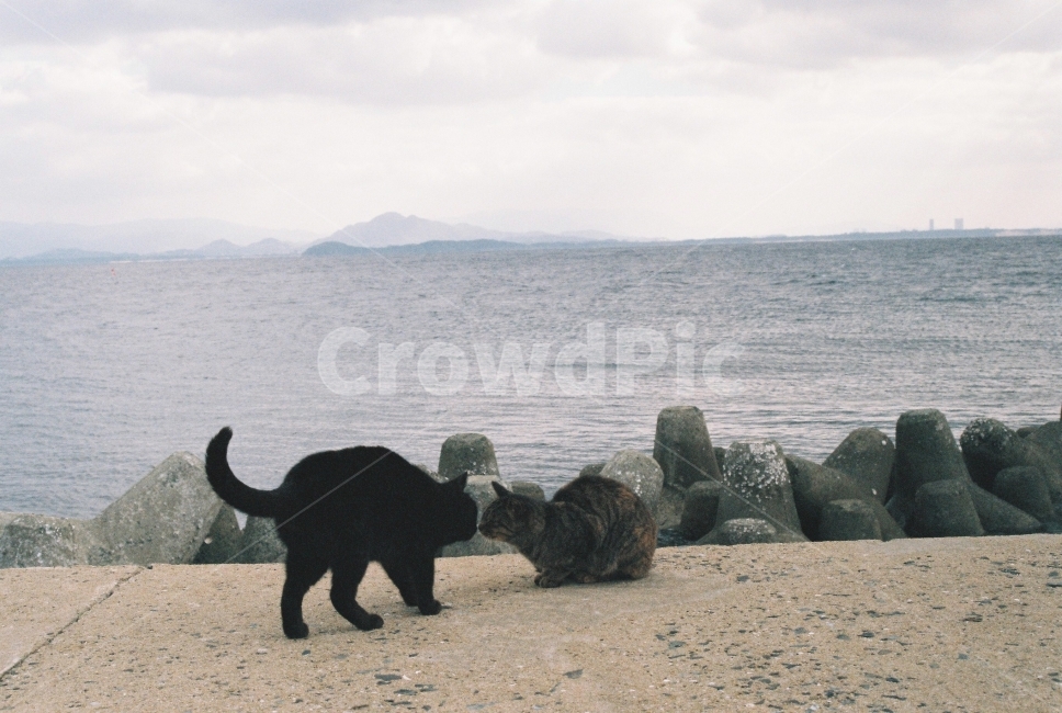 고양이,cat,일본여행,일본,필름카메라,감성,자연,풍경,nature,landscape,동물,animal,포유류,mammal,고양이,cat,kitten,kitty,감정표현,기분,feeling,emotion