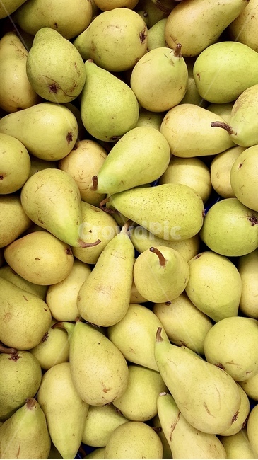배,서양배,pear,fruit,과일,음식,food,식물,plant,자연