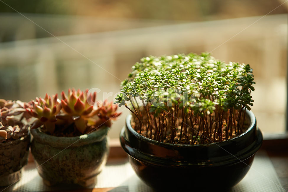 다육이,식물,화분,plant,botanical,식물,자연,plants,nature,실내용화초,화분,화초,house plant