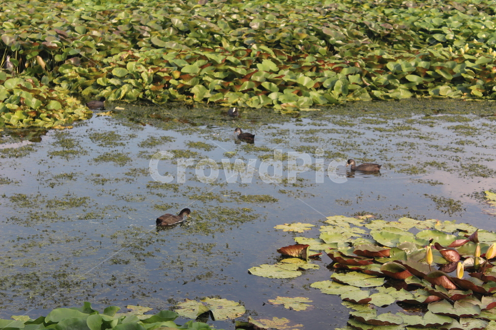 outdoors,water,물,bird,nature