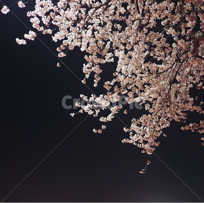 밤벚꽃,벚꽃,야경,꽃,벚꽃야경,봄,계절,spring,season,야경,밤,풍경,nightscape,night,landscape,식물,자연,plants,nature,꽃,flower,plant,blossom,cherry blossom