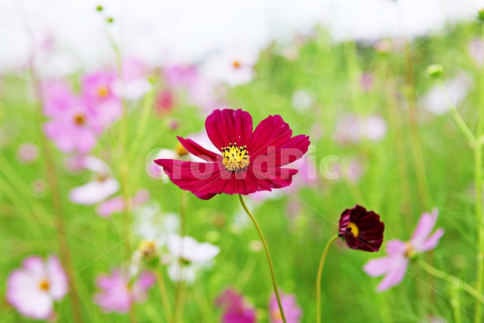 코스모스,꽃,꽃잎,들꽃,식물,가을꽃,가을,공원,자연,식물,자연,plants,nature,꽃,flower
