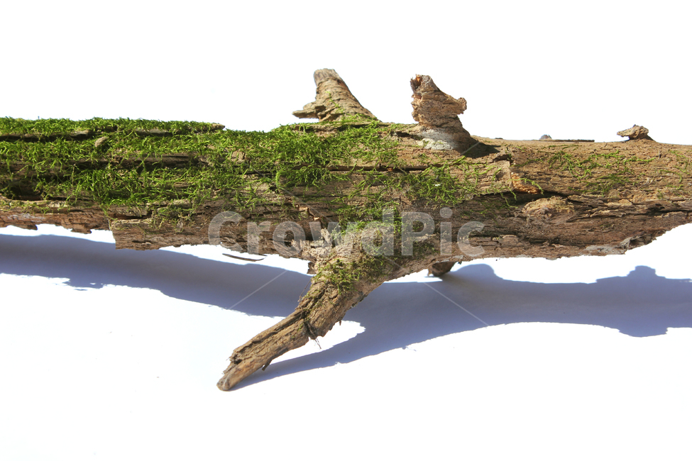 bark,branch,branchesmoss,brown,closeup,detail,dry,green,moss,natural,nature,piece,plant,tree,wood,wooden,이끼,그린,녹색,나뭇가지,오래된,자연,식물,나무,우드,건조한,마른,가지,풀,이끼풀,흰배경,클로즈업,갈색,브라운,식물,자연,plants,nature,나무,trees,wood,누끼,remove background