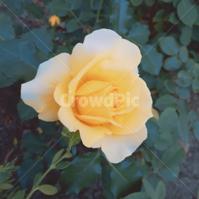 꽃,장미,노란장미,식물,rose,식물,자연,plants,nature,꽃,flower