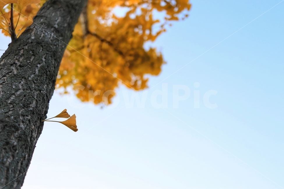 가을,하늘,단풍,낙엽,은행나무,외로움,가을,계절,fall,autumn,season,식물,자연,plants,nature,나무,trees,wood,tree,plant