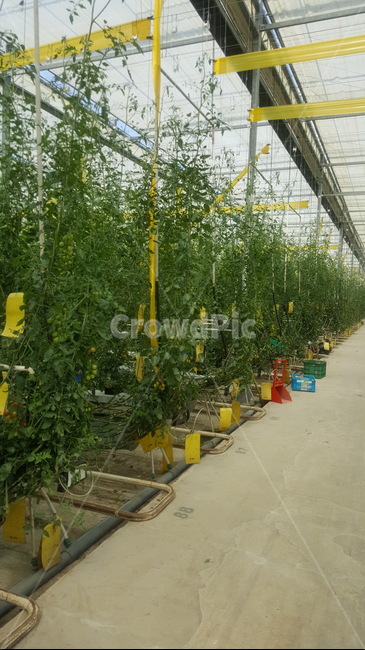 식물,보라색,녹색,토마토,농장,산업,industry,industrial,농업,농사,agriculture,farming,farming industry