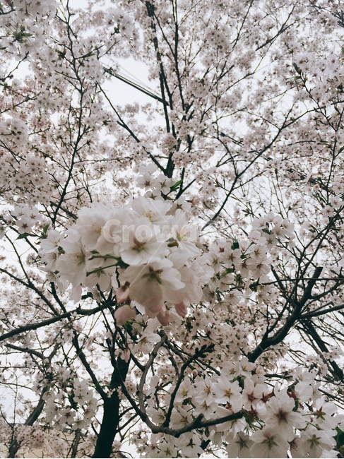 벚꽃,봄,꽃,화사,개화