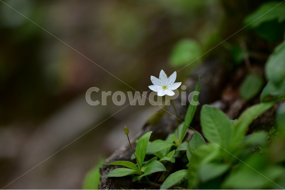 참기생꽃,야생화,식물,자연,생태,꽃,힐링,플라워,wildflower,flower,plants,nature,season,감성,느낌,emotion,feeling,앵초목,앵초과,기생꽃속,여러해살이풀,희귀식물,식물,자연,plants,nature,꽃,flower