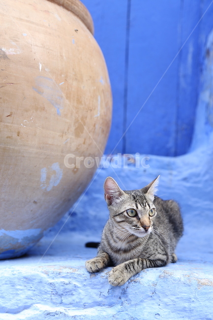 Chefchaouen,Morocco,cat,Sight