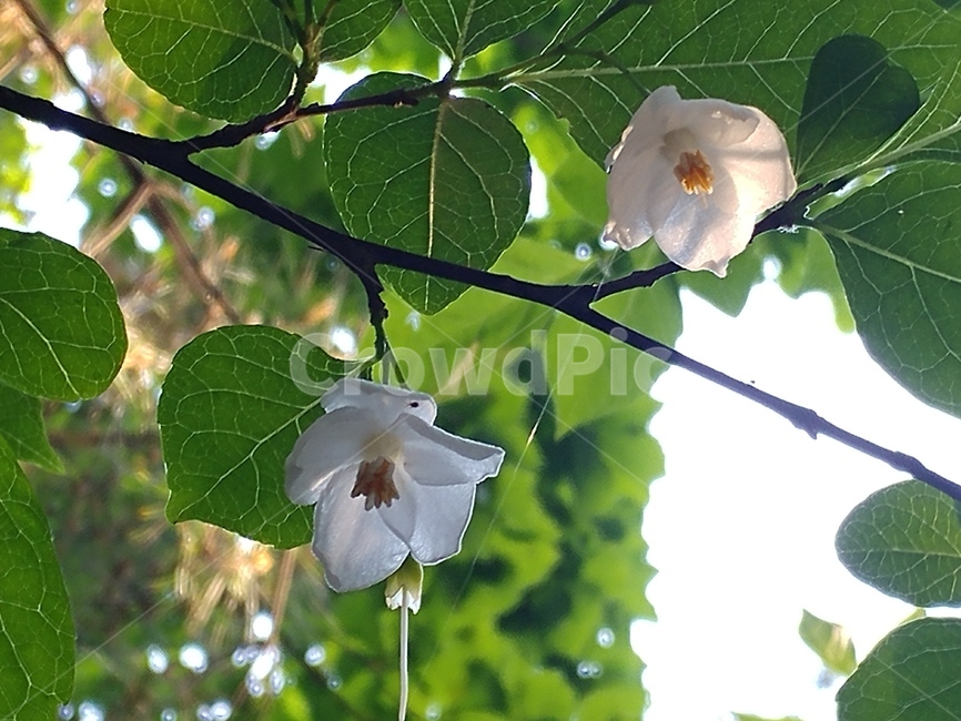 때죽나무,쌍떡잎식물,합판화군,감나무목,때죽나무과,낙엽소교목,식물,속씨식물