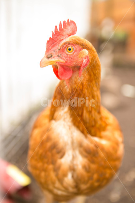 bird,동물,animal,duck,오리,물새,waterfowl,chicken,새,치킨,암탉,가금류,fowl,hen,동물,animal,조류,새,birds