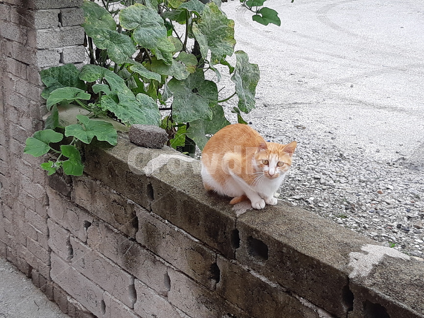 고양이,담벼락,여름,귀여움,cat