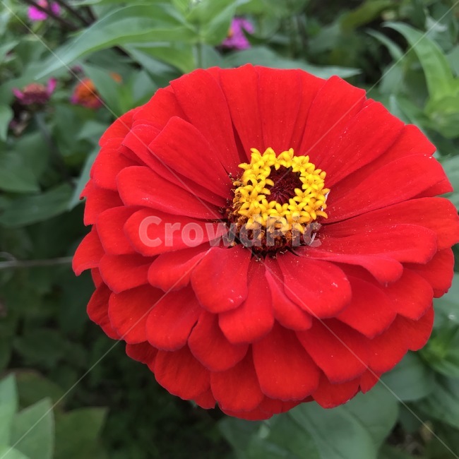 Asteraceae,plant,zinnia,annual plant,red flower,flower