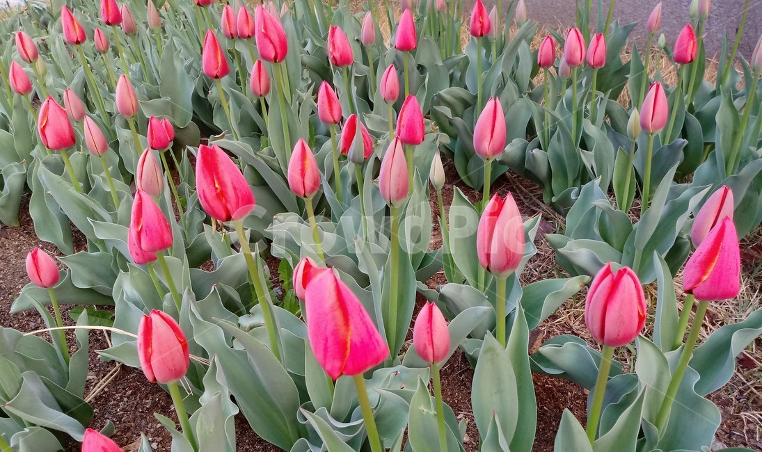 tulip,백합과,구근초,여러해살이화초,꽃,튤립,빨강색,봄,식물,자연,springseasonflower,식물,자연,plants,nature,꽃,flower