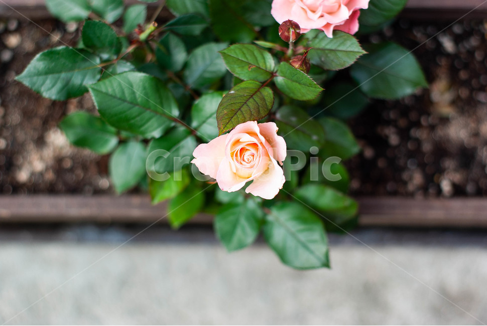 컬러,꽃,flower,여름,감성