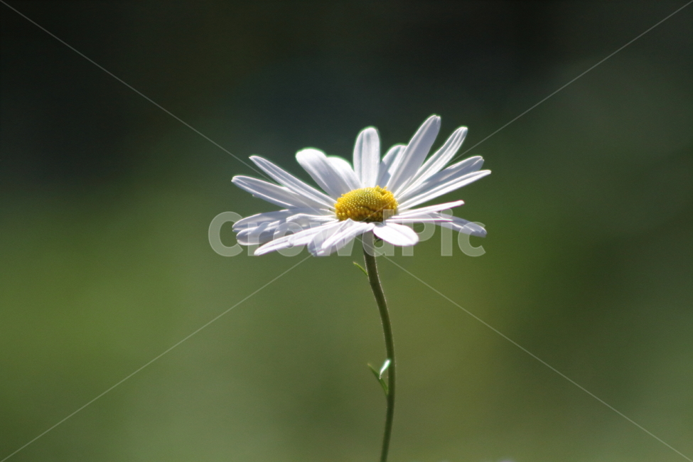 쑥부쟁이,꽃,가을꽃,국화과,asteryomena,식물,자연,plants,nature,꽃,flower