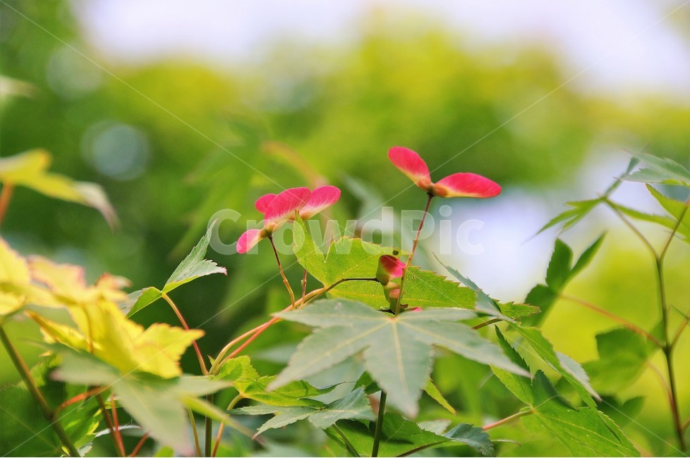 식물,자연,봄,정원,꽃,아름다움,단아함,식물,자연,plants,nature,꽃,flower