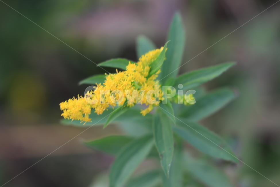 꽃,들꽃,야생화,flower,wildflower,식물,자연,plants,nature,꽃,flower
