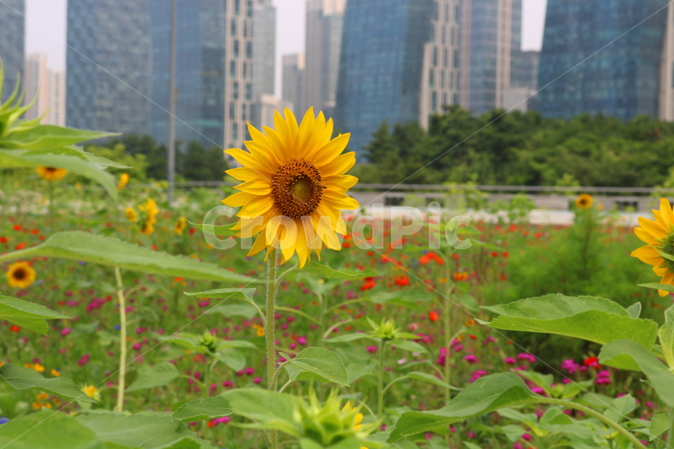 꽃,해바라기,해바라기꽃,식물,국화과,속씨식물,식물,자연,plants,nature,꽃,flower