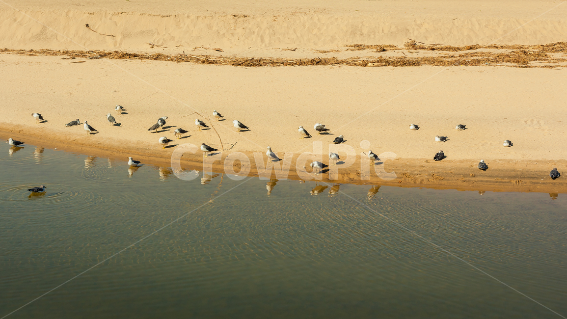 강원도,양양,하조대,해수욕장,갈매기,animal,동물,flock,bird,새,해변,잠,수영,동물,animal,조류,새,birds