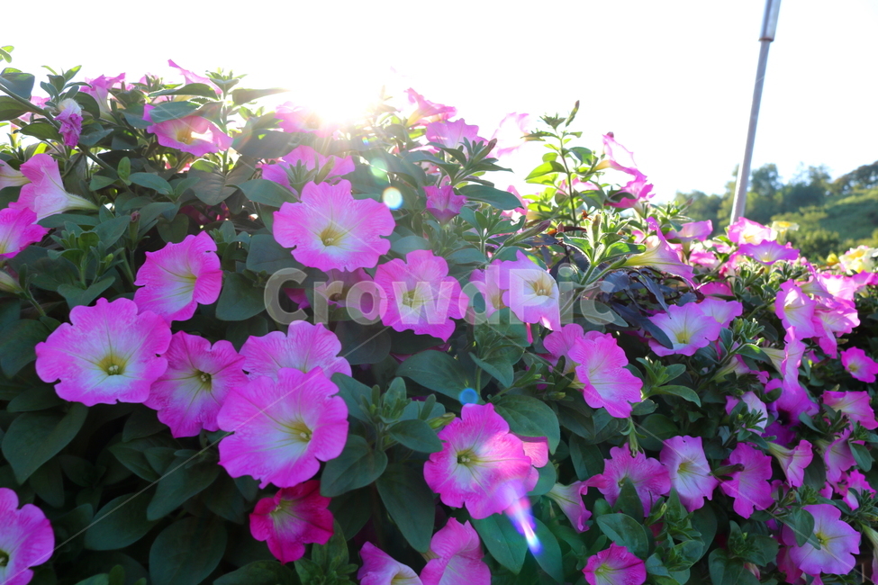 꽃,페튜니아,페튜니아꽃,식물,자연,페츄니아,분홍꽃,식물,자연,plants,nature,꽃,flower