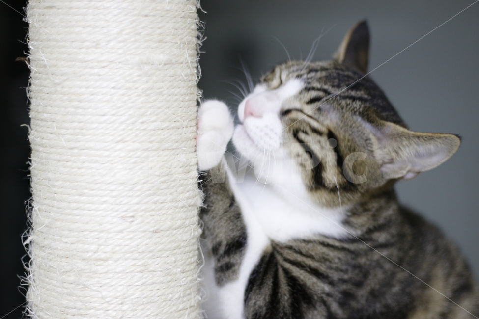 	고양이,반려동물,유기묘,길냥이,애완동물,cat,pet,kitten,아기고양이,코숏,코리안숏헤어,동물,animal,캣맘,캣대디,캣타워,그루밍,스크래치,스크래쳐,동물,animal,고양이,cat,kitten,kitty,포유류,mammal