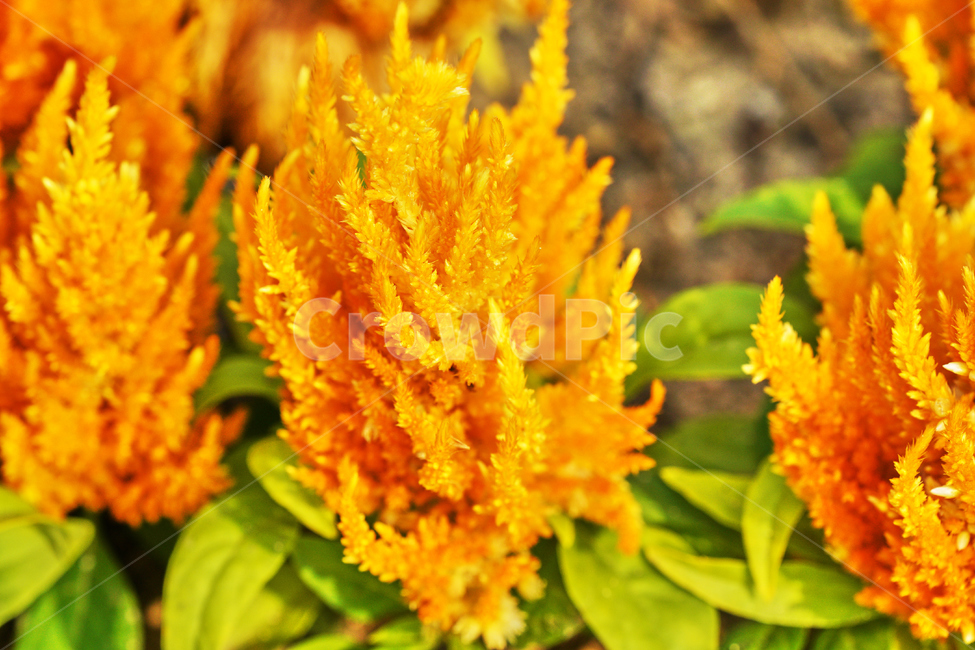 자연,야외,꽃,식물,흙,땅바닥,식물,자연,plants,nature,꽃,flower