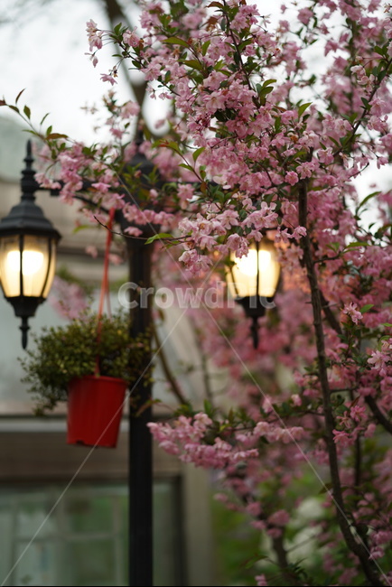 봄,꽃,감성,봄비,가로등,봄,계절,spring,season,식물,자연,plants,nature,꽃,flower,plant,blossom
