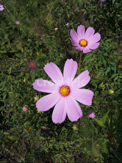 시골길,코스모스,길가코스모스,가을,가을시골길,식물,자연,plants,nature,꽃,flower