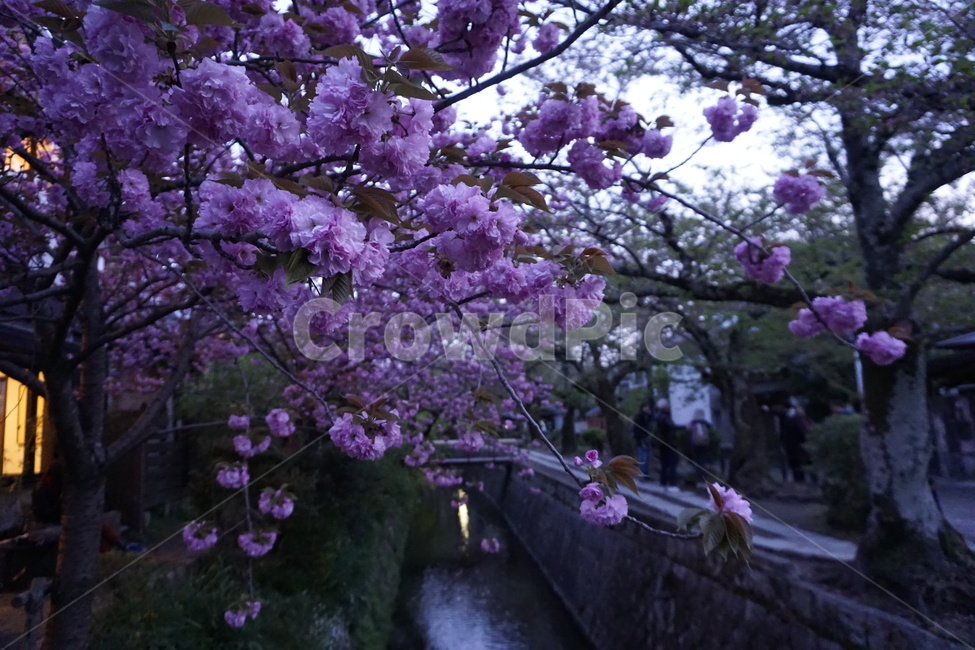 벚꽃,꽃,나무,봄,자연,cherryblossom,flower,tree,spring,nature,야경,밤,풍경,nightscape,night,landscape,식물,자연,plants,nature,꽃,flower,plant,blossom