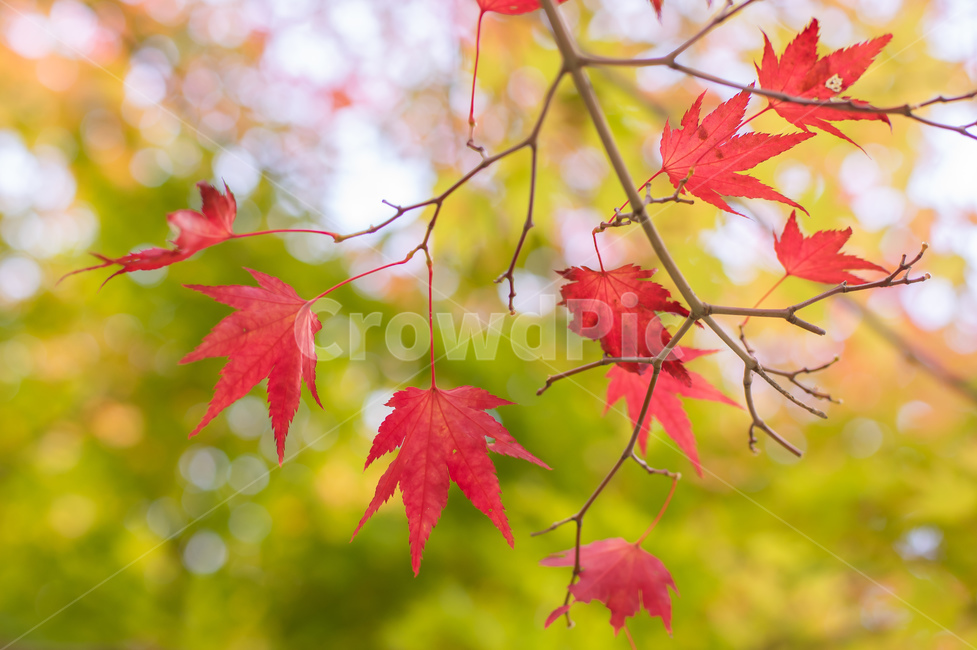 가을,단풍,빨간색,감성,autumm,사진,가을,계절,fall,autumn,season,식물,자연,plants,nature,leaf,잎,plant,tree,나무