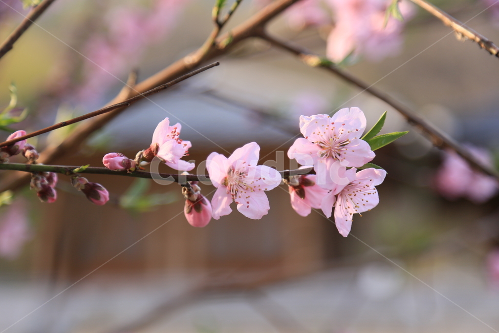 수덕사,이응로,수덕여관,꽃,복사꽃,연분홍복사꽃,사찰여행,봄,계절,spring,season,식물,자연,plants,nature,꽃,flower,plant,blossom
