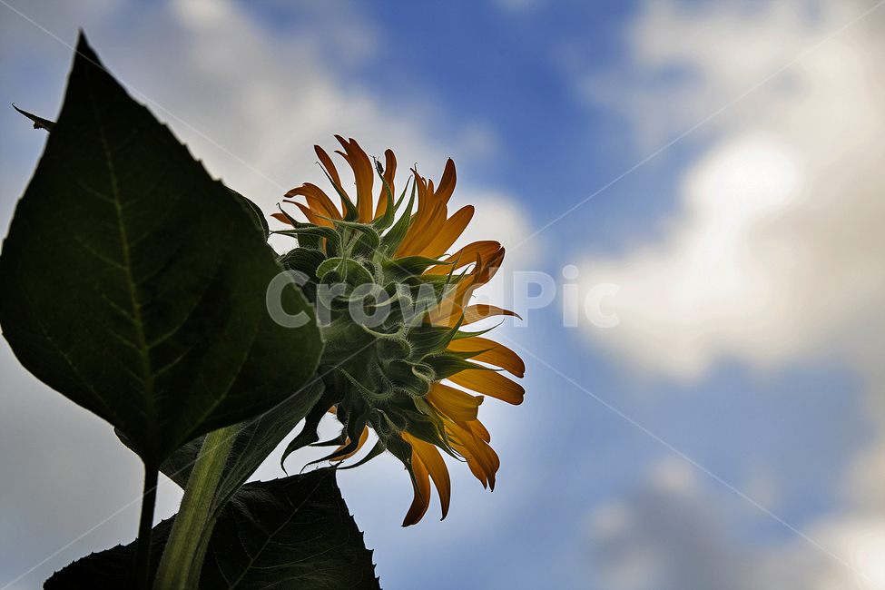 해바라기,초여름,식물,하늘,꽃,식물,자연,plants,nature,꽃,flower
