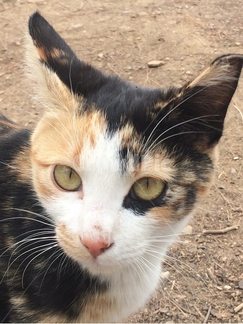 고양이,길고양이,동물,땅,고양이얼굴