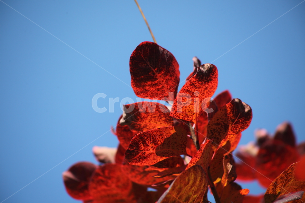 단풍,잎,식물,가을,redleaves,가을,계절,fall,autumn,season,식물,자연,plants,nature,plant,leaf,veins,정맥