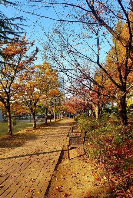 가을,풍경,낙엽,가을풍경,벤치,공원,fallenleaves,bench,autumn,가을,계절,fall,autumn,season,tree,나무,plant,식물,path,통로,tree trunk,나무 줄기