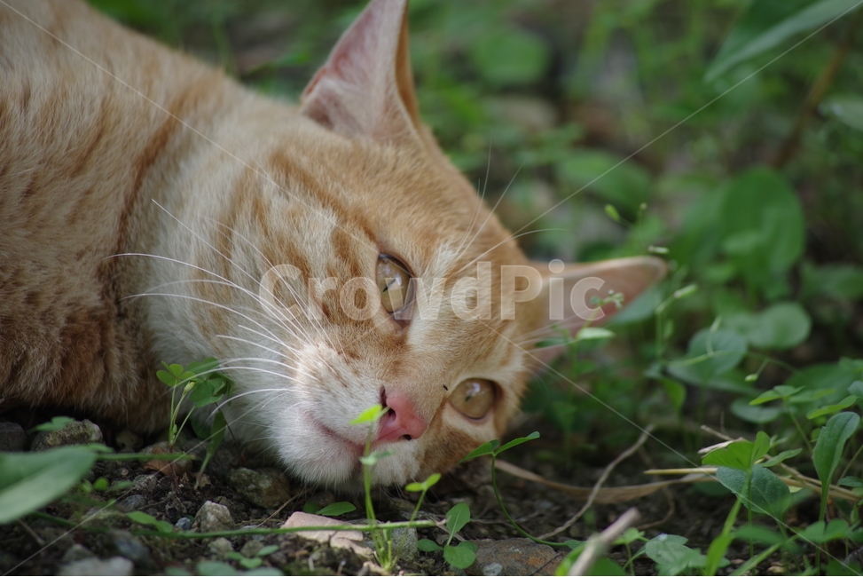 고양이,길냥이,동물,스냅,길거리,냥이,cat,animal,photography,photo,줄무늬,태비,배경사진,코숏,코리안숏헤어,동물,animal,포유류,mammal,고양이,cat,kitten,kitty