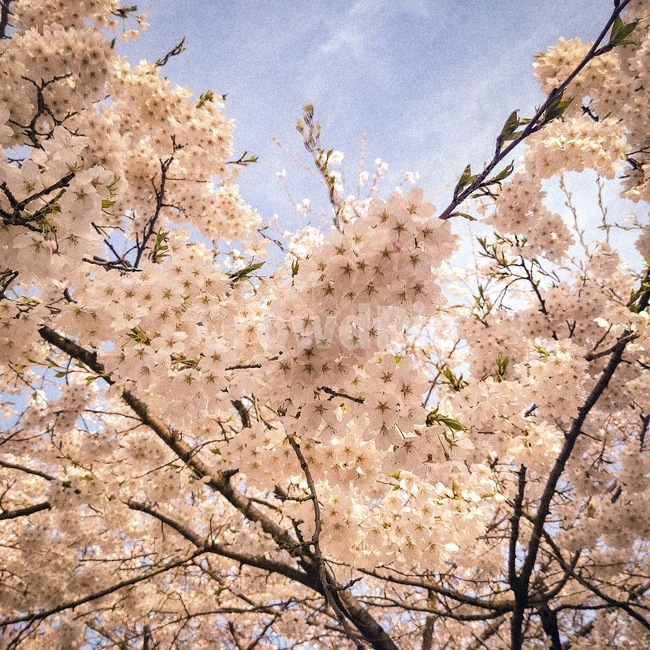 봄,벚꽃,봄꽃,꽃,분홍색,벚꽃나무