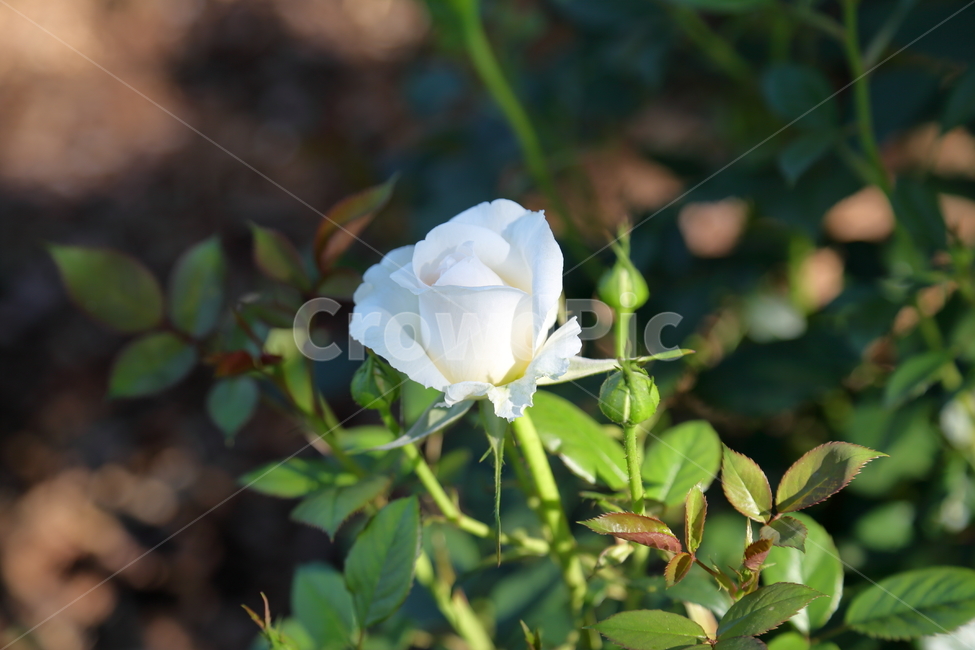 장미,장미꽃,꽃,rose,flower,백장미,하얀장미,5월,6월