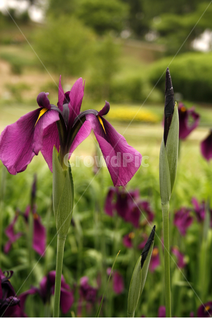 꽃창포,식물,flower,plants,nature,꽃,꽃봉오리,꽃밭,식물,자연,plants,nature,꽃,flower