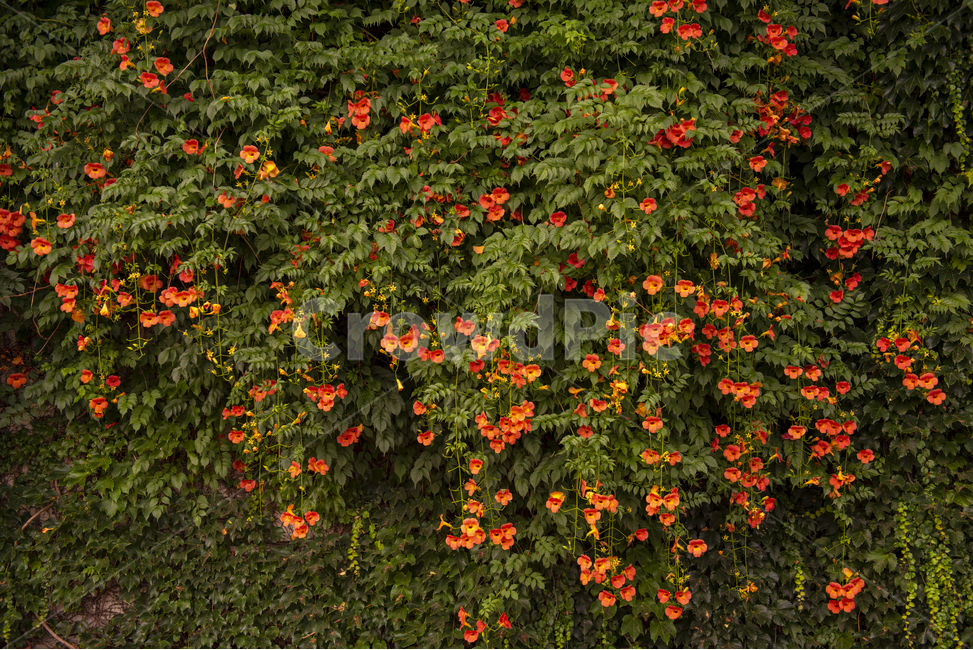 능소화,주황,여름,꽃,flower,trumpetflower,식물,자연,plants,nature,꽃,flower