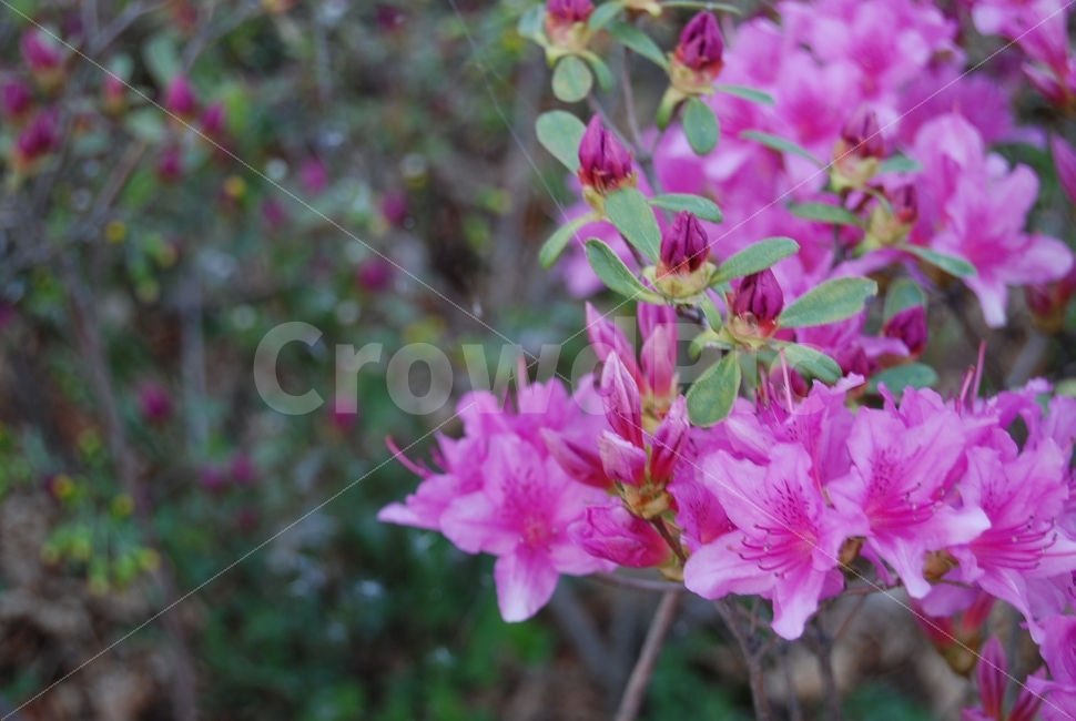꽃,철쭉,진달래,봄,만개,보라색,핑크색,분홍색,봄,계절,spring,season,식물,자연,plants,nature,꽃,flower,blossom,geranium,제라늄,plant