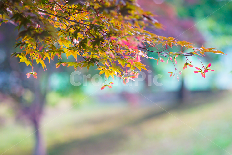 공원,숲,단풍나무,자연,식물,가을,계절,fall,autumn,season,식물,자연,plants,nature,plant,leaf,잎,tree,나무