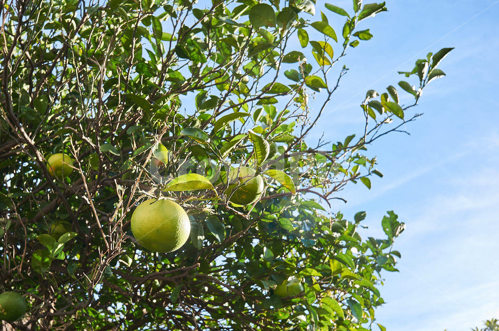야외,식물,나무,열매,자연,자연풍경,풍경,식물,자연,plants,nature,과일,열매,fruit