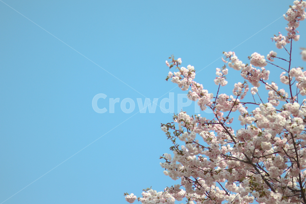 봄,벚꽃,꽃,겹벚꽃,하늘,봄,계절,spring,season,식물,자연,plants,nature,꽃,flower,plant,blossom